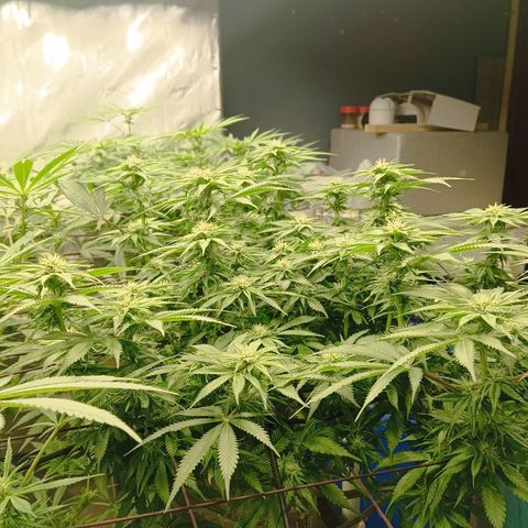 JHA #1 growlog timeline photo