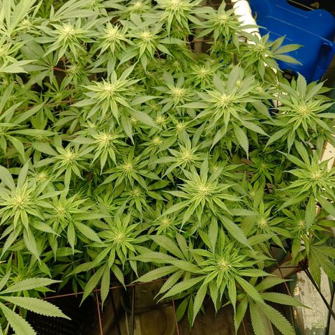 JHA #1 growlog timeline photo