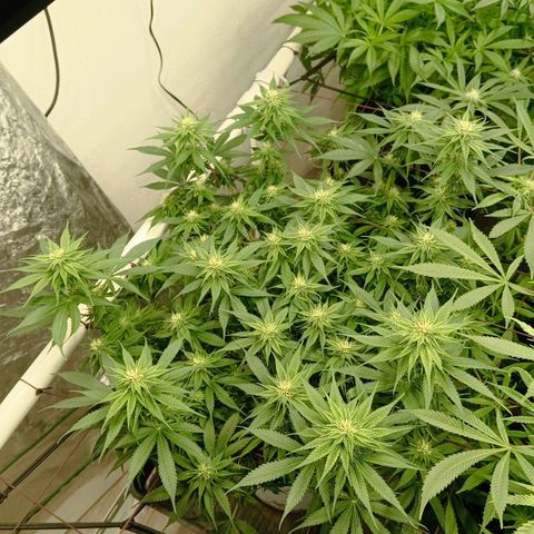 JHA #2 growlog timeline photo
