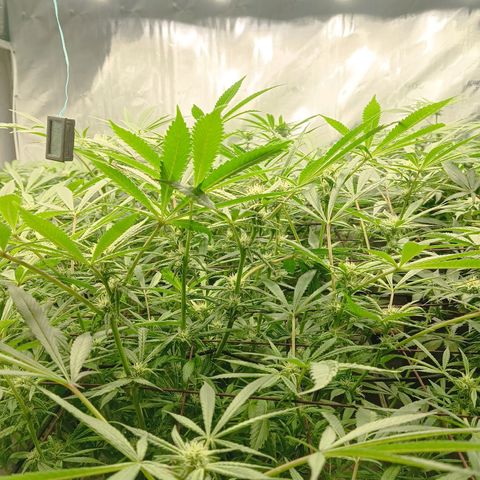 Holy Grail Kush growlog timeline photo