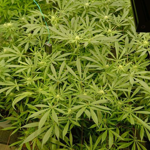 Holy Grail Kush growlog timeline photo