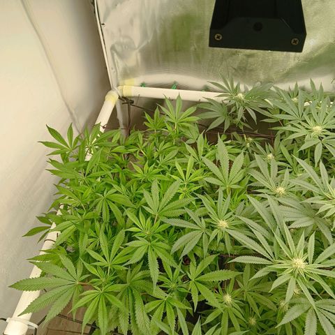 Holy Grail Kush growlog timeline photo