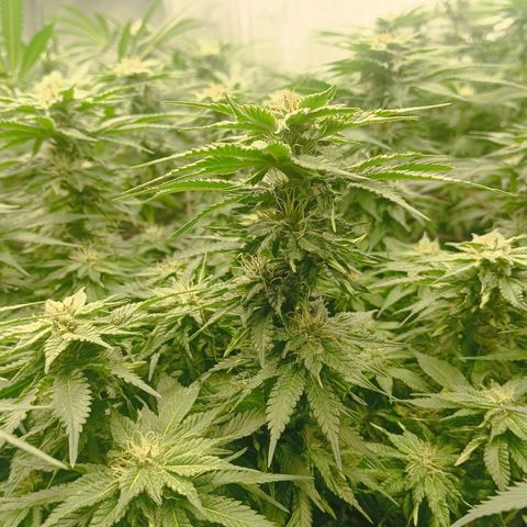 JHA #1 growlog timeline photo