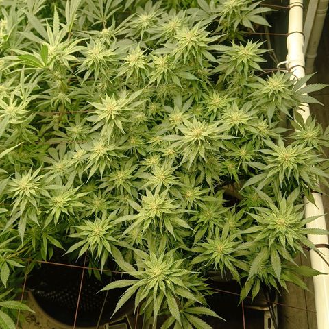 JHA #1 growlog timeline photo