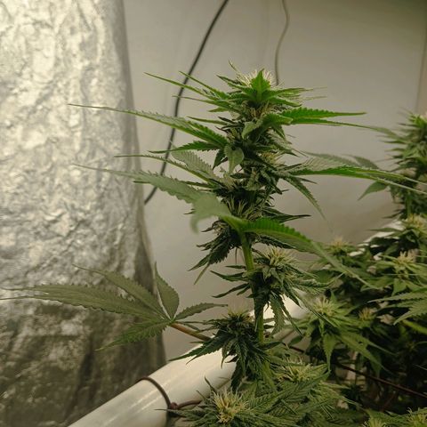 JHA #2 growlog timeline photo