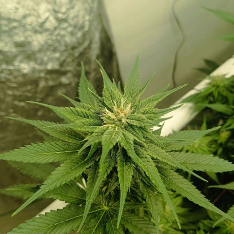 JHA #2 growlog timeline photo
