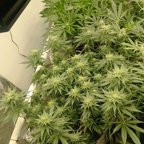 JHA #2 growlog timeline photo