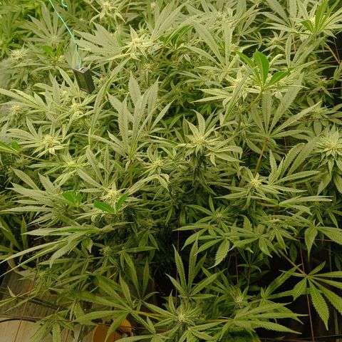 Holy Grail Kush growlog timeline photo