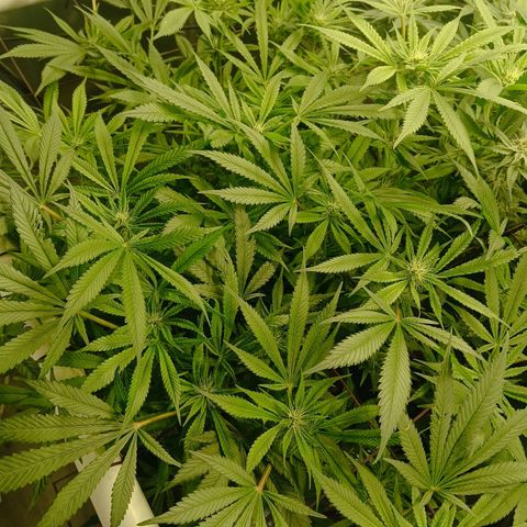 Holy Grail Kush growlog timeline photo