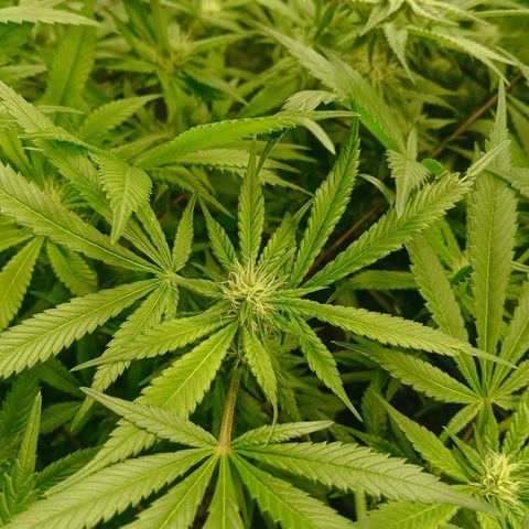Holy Grail Kush growlog timeline photo