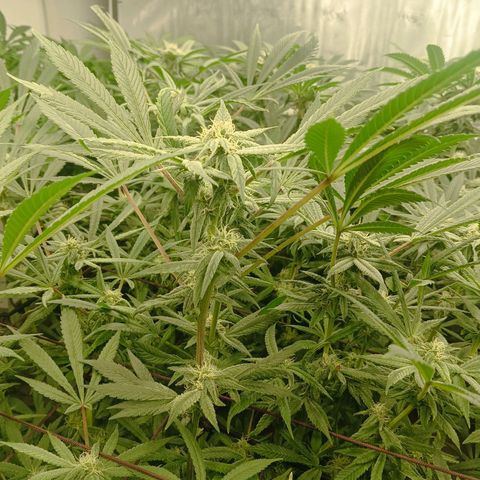 Holy Grail Kush growlog timeline photo