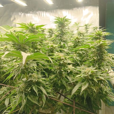 JHA #1 growlog timeline photo