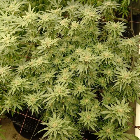 JHA #1 growlog timeline photo