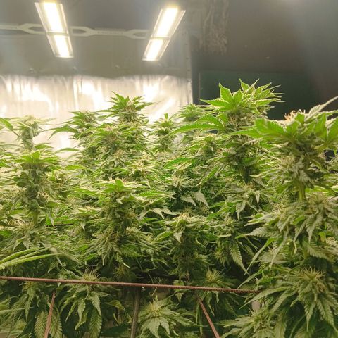 JHA #1 growlog timeline photo