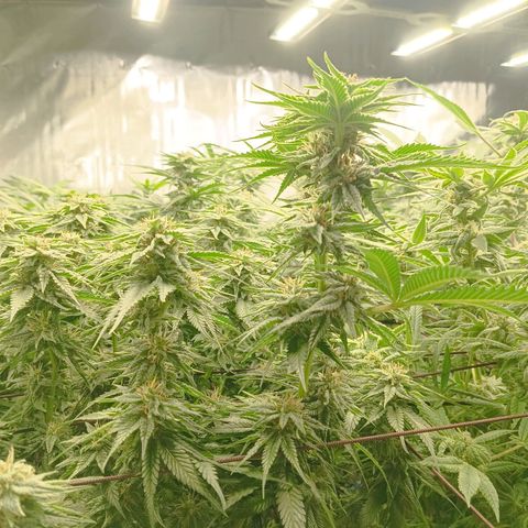 JHA #2 growlog timeline photo