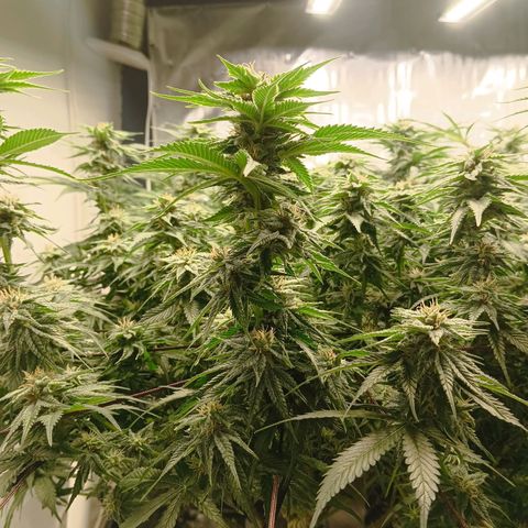 JHA #2 growlog timeline photo