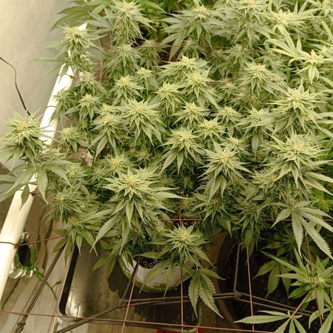 JHA #2 growlog timeline photo