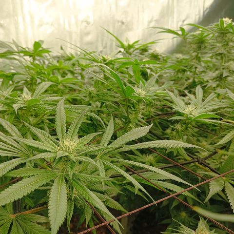 Holy Grail Kush growlog timeline photo