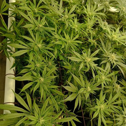 Holy Grail Kush growlog timeline photo