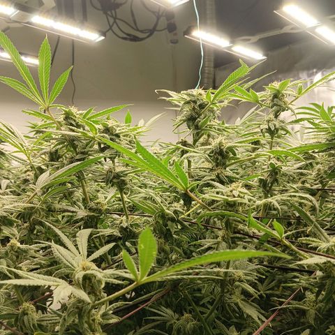 Holy Grail Kush growlog timeline photo