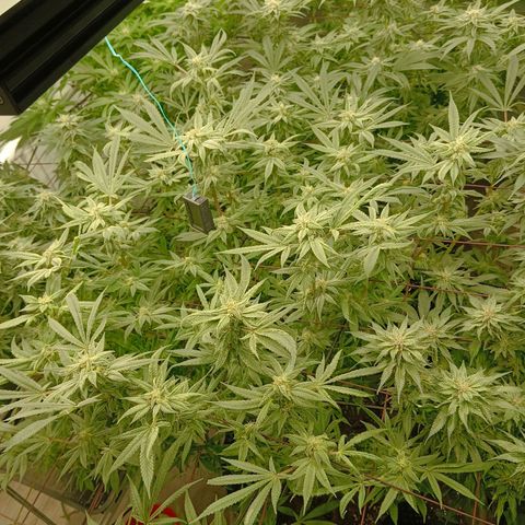 Holy Grail Kush growlog timeline photo