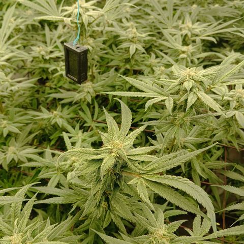 Holy Grail Kush growlog timeline photo