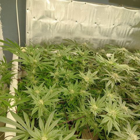 Holy Grail Kush growlog timeline photo