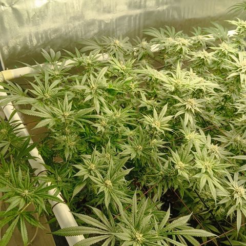 Holy Grail Kush growlog timeline photo