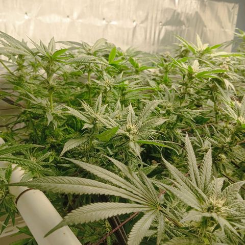 Holy Grail Kush growlog timeline photo