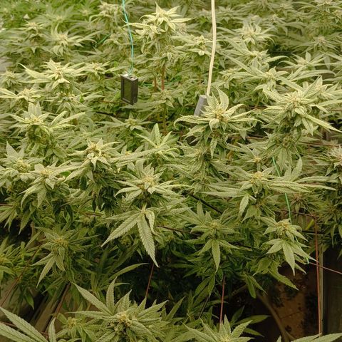 Holy Grail Kush growlog timeline photo