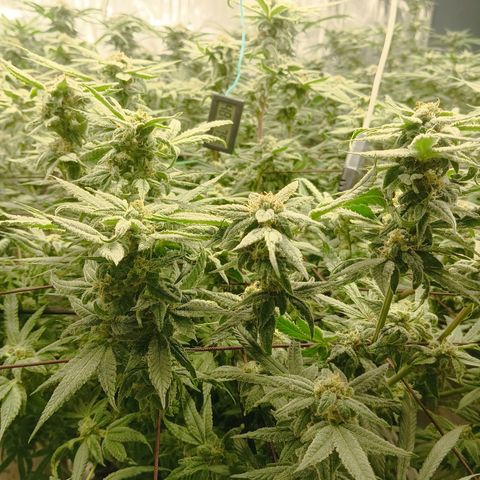 Holy Grail Kush growlog timeline photo