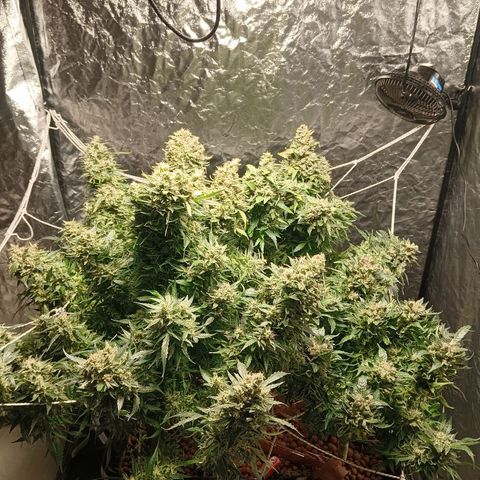 Gorilla Glue Auto growlog timeline photo