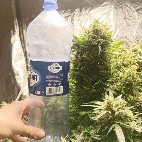 Gorilla Glue Auto growlog timeline photo