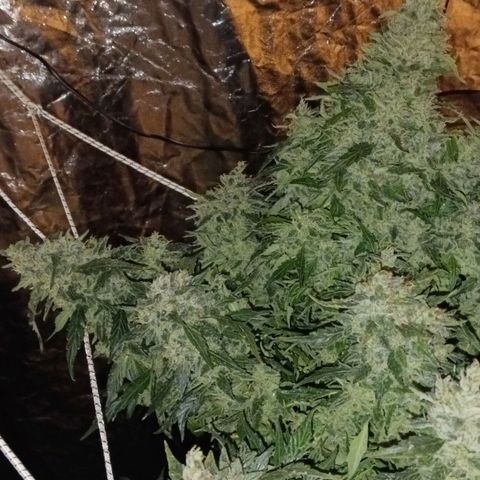 Gorilla Glue Auto growlog timeline photo