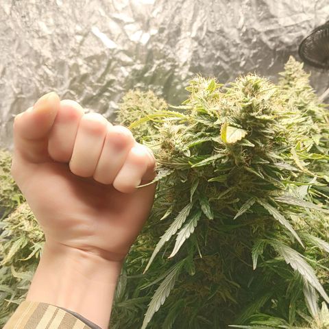 Gorilla Glue Auto growlog timeline photo
