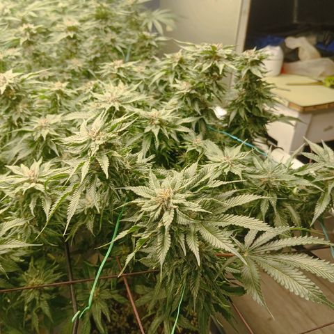 JHA #1 growlog timeline photo