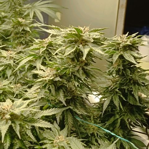 JHA #1 growlog timeline photo