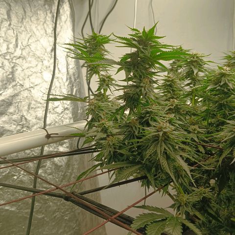 JHA #2 growlog timeline photo