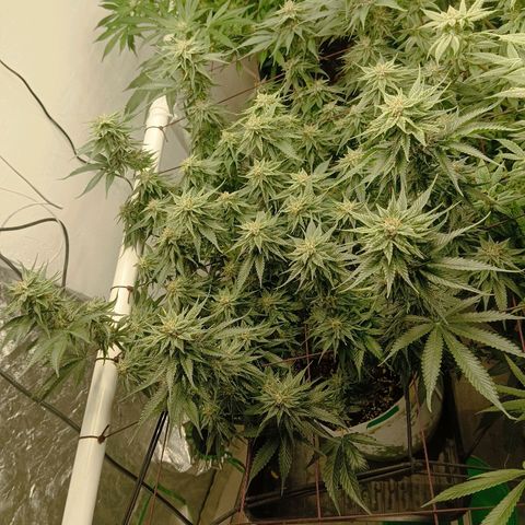 JHA #2 growlog timeline photo