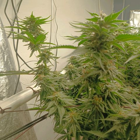 JHA #2 growlog timeline photo