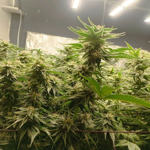 JHA #2 growlog timeline photo