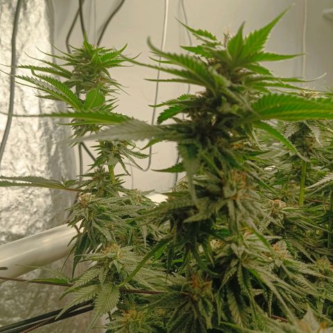 JHA #2 growlog timeline photo