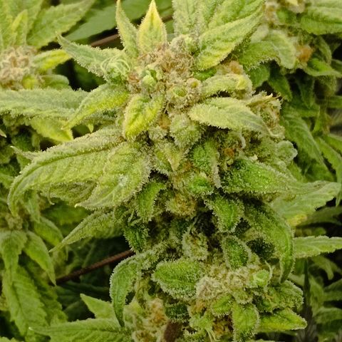 Holy Grail Kush growlog timeline photo