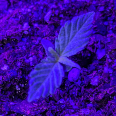 "Maria Manzana" (Indica/Grey) growlog timeline photo