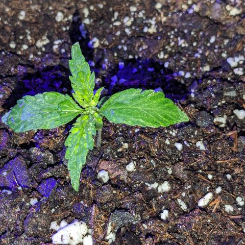 "Maria Manzana" (Indica/Grey) growlog timeline photo