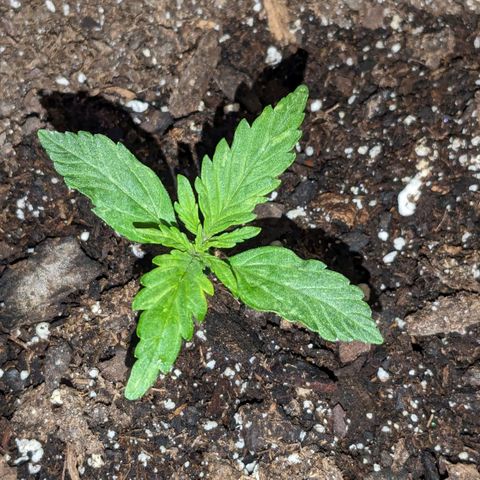 "Maria Manzana" (Indica/Grey) growlog timeline photo