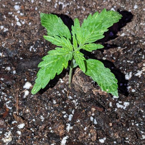 "Maria Manzana" (Indica/Grey) growlog timeline photo