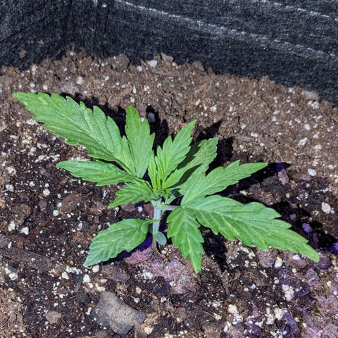 "Maria Manzana" (Indica/Grey) growlog timeline photo