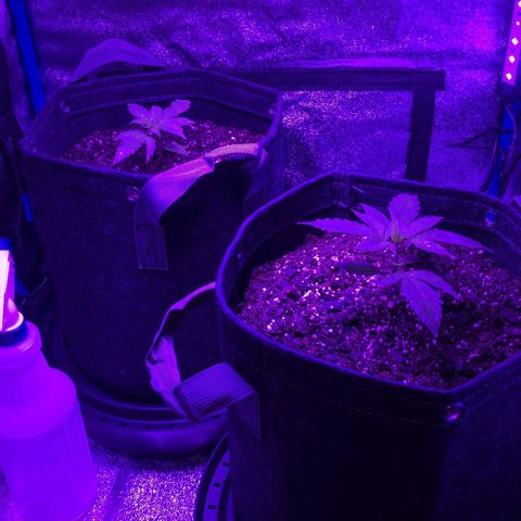 "Maria Manzana" (Indica/Grey) growlog timeline photo