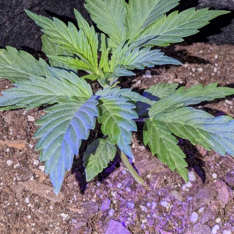 "Maria Manzana" (Indica/Grey) growlog timeline photo